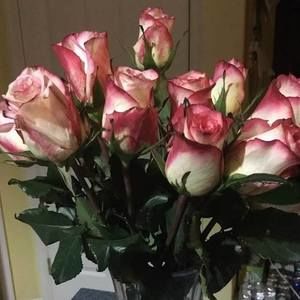 Meet your Posher, Bobbie